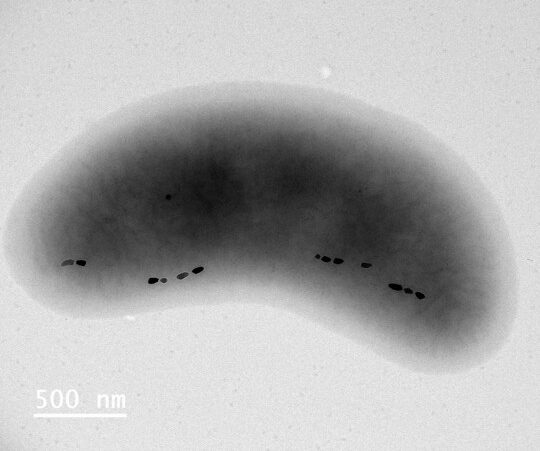 Magnetotactic bacteria imaged via a Transmission Electron Microscope showing magnetite crystals arranged in a chain. Image by Virginia Russell.