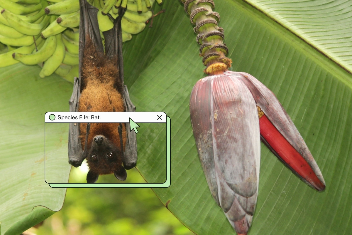 The world’s only flying mammal