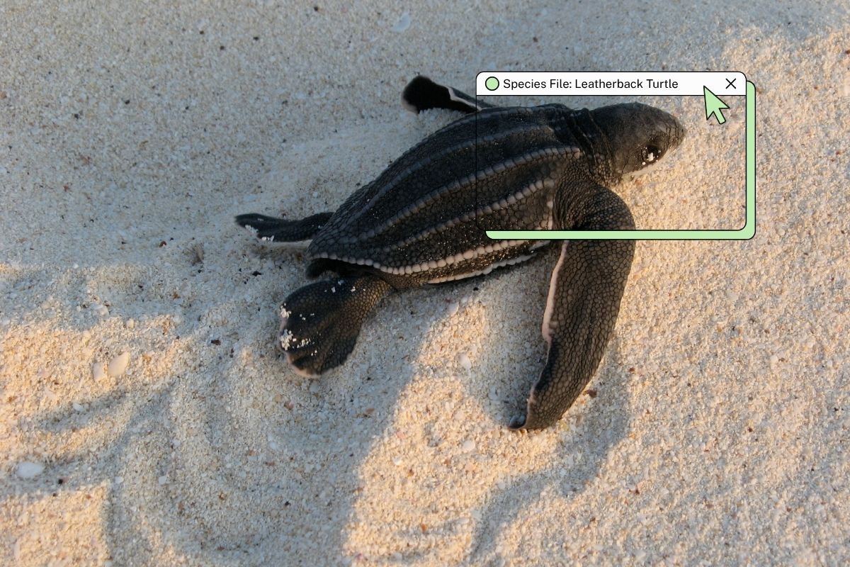 The largest living sea turtle