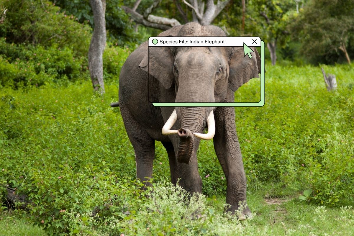 The largest land mammal in the country