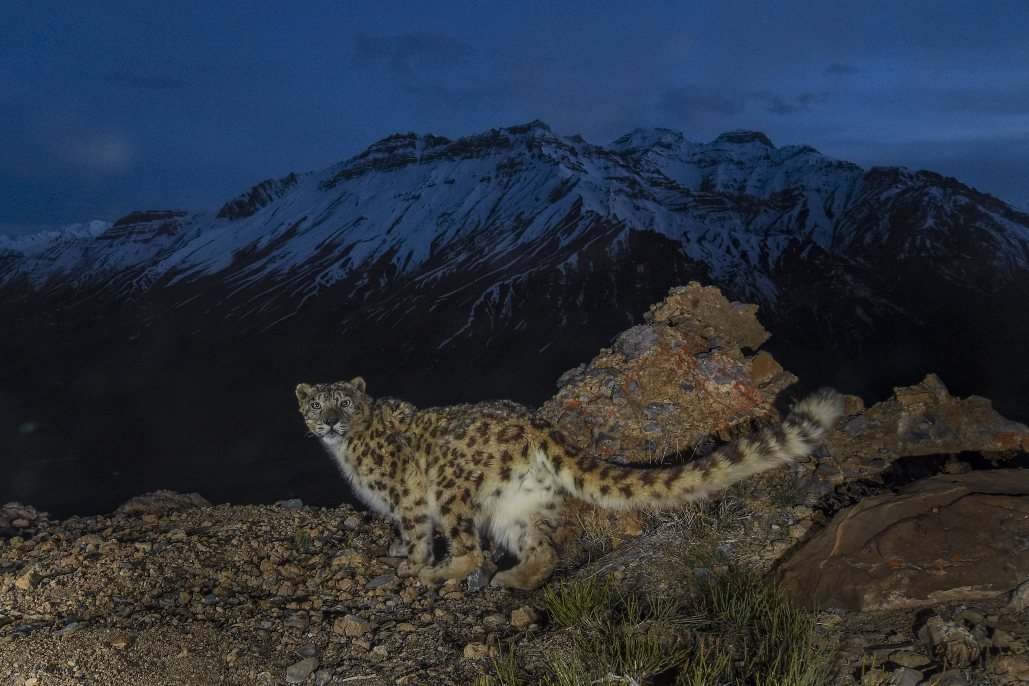 Snow leopards and their survival in changing times [Book Review]