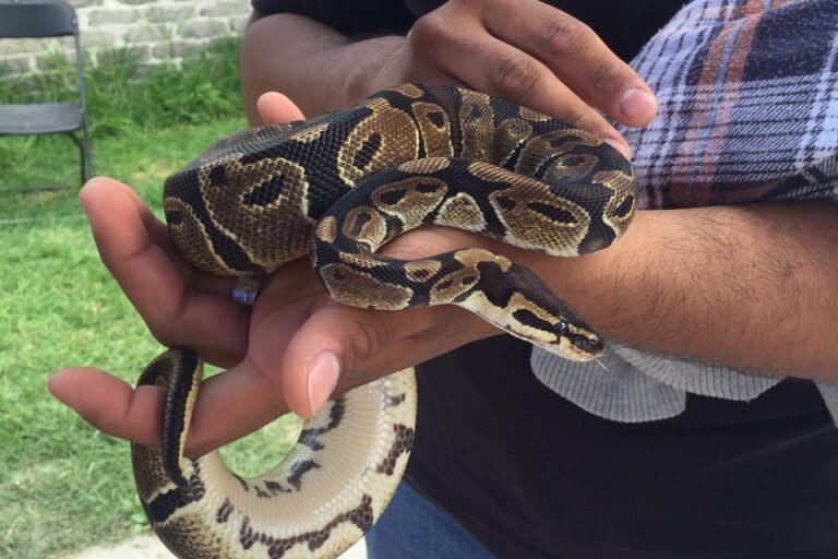 Your exotic pet could be putting your health at risk