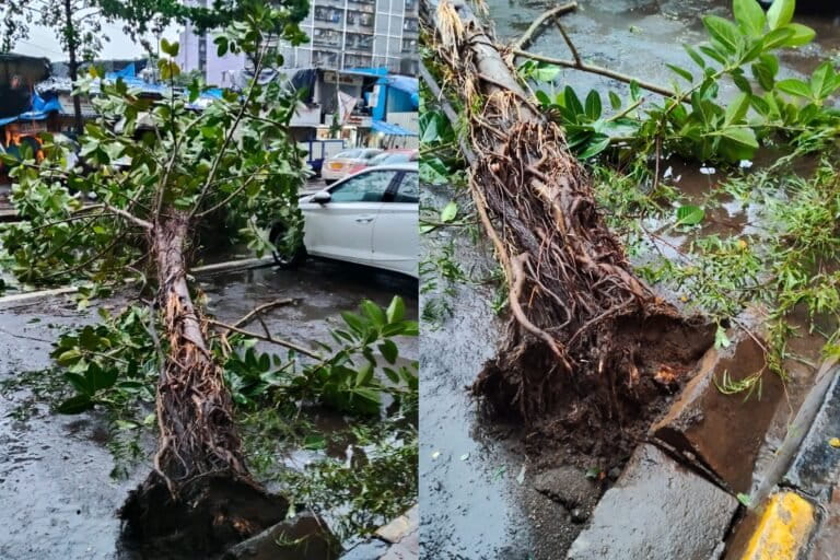 As city trees fall, experts point to poor planning and civic apathy
