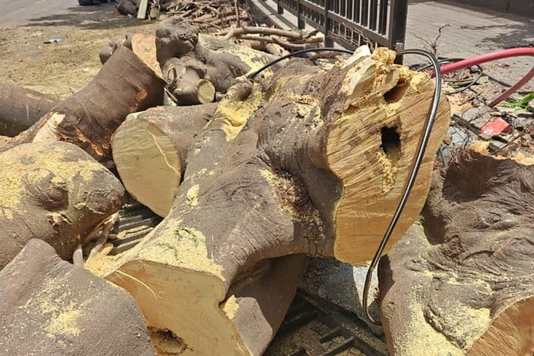 As city trees fall, experts point to poor planning and civic apathy