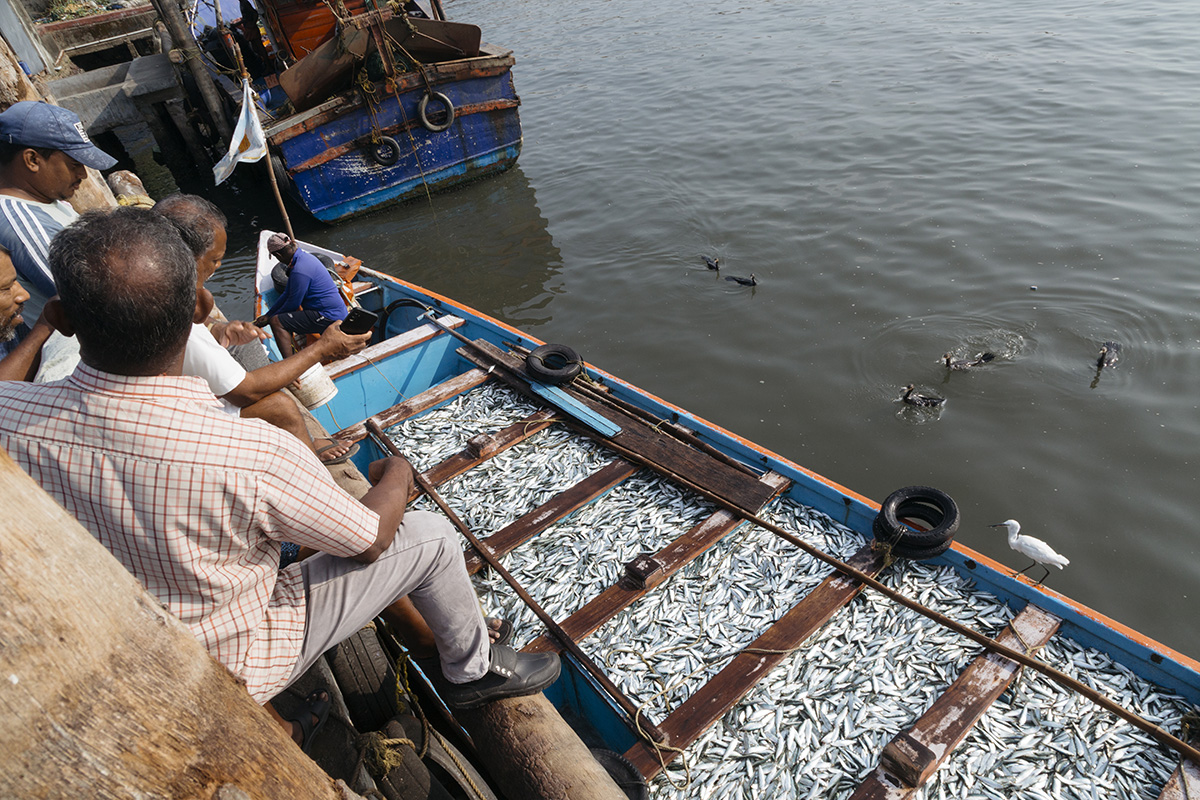 A carrier boat transferring a load of oil sardine catch from a larger mechanised vessel at Vypin fishing harbour. Image by Leo Paapam/Mongabay.