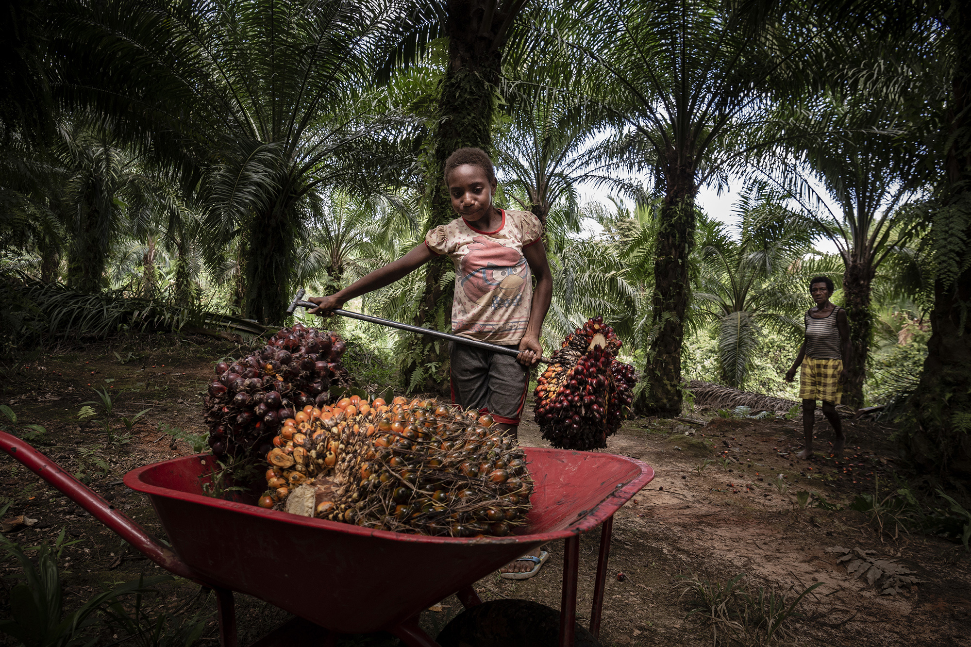 पाम ऑइल 10 वर्ष की बच्ची सामेला कभी स्कूल नहीं जा पाई। वह अपनी दादी के साथ बेवेल देगुल के ताड़ के खेत में काम करती है। फोटो- अल्बर्टस वेम्ब्रिएन्टो