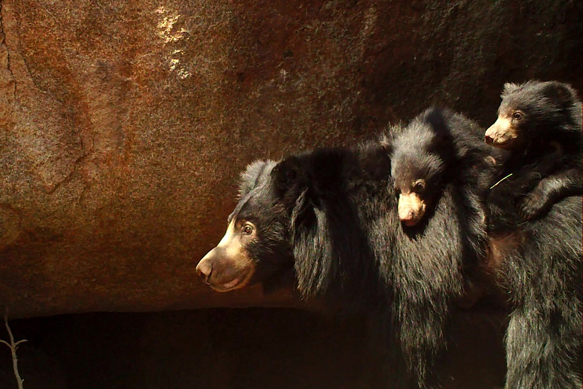 इंसानों से टकराव की वजह से कहीं विलुप्त न हो जाएं ये भालू