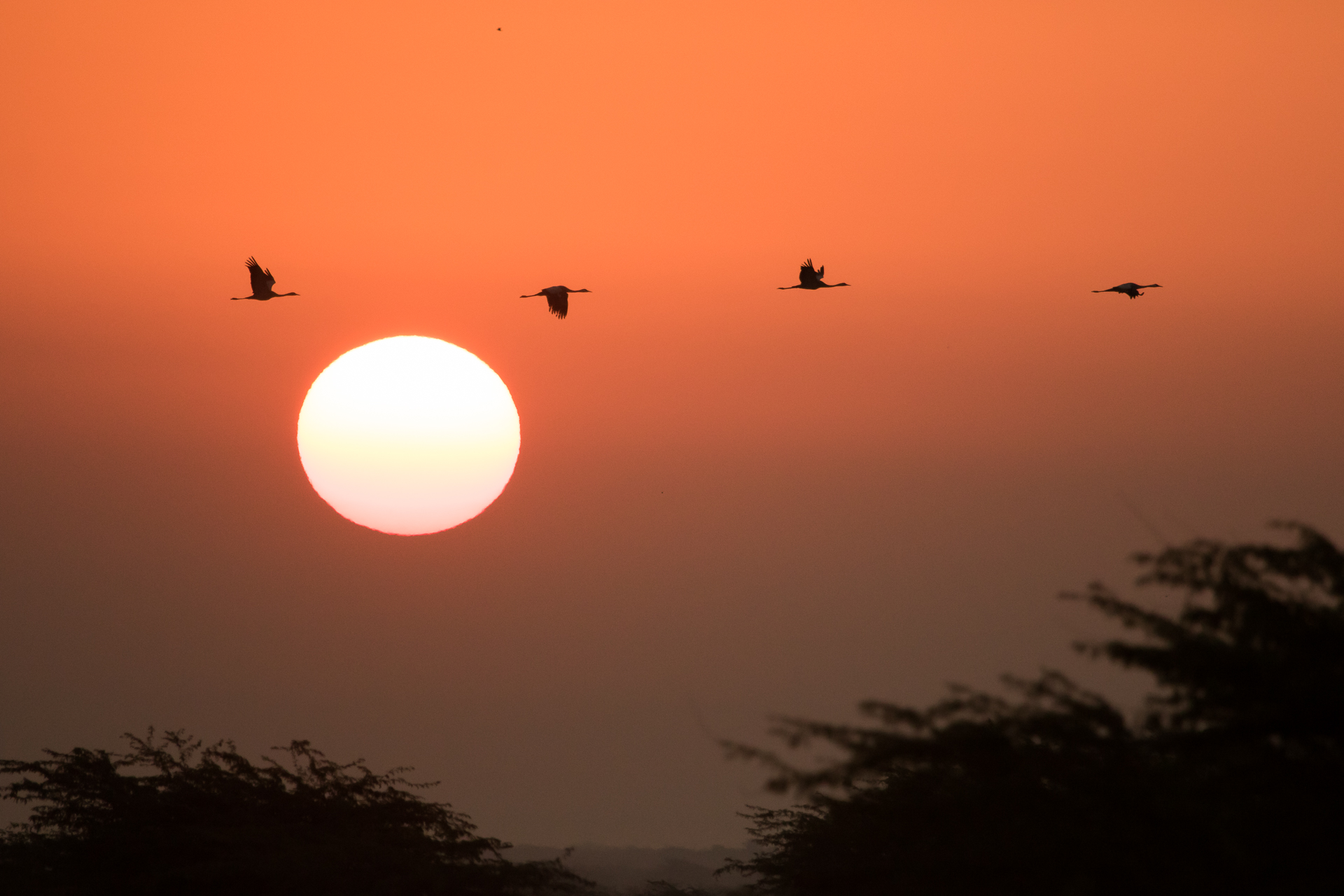 प्रवासी पक्षी कॉमन क्रेन अपनी लंबी उड़ान भरता हुआ। प्रवास के लिए पक्षी हजारो किलोमीटर की उड़ान भरते हैं। फोटो- उदया किरण/विकिमीडिया कॉमन्स