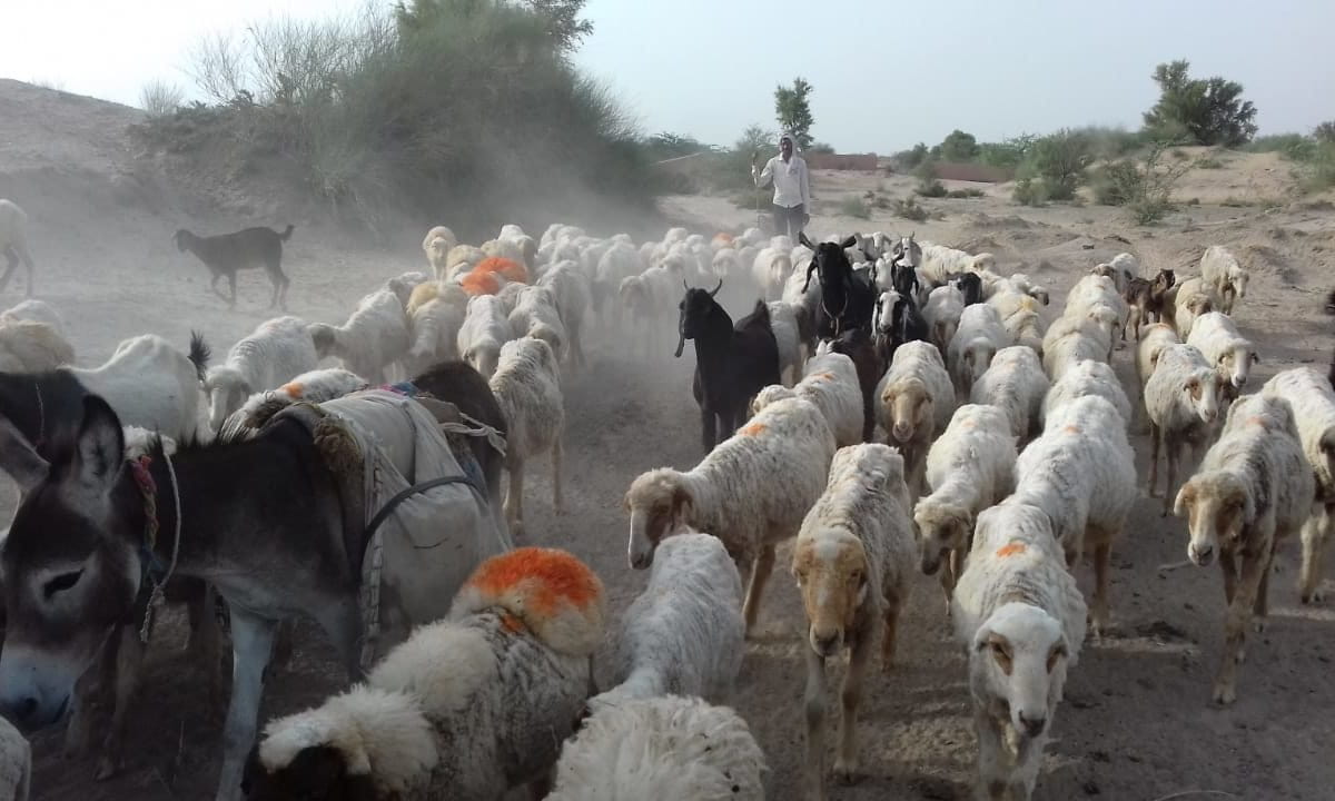 सैकड़ों किलोमीटर घूमकर पशु चराने वाले राजस्थान के घुमक्कड़ चरवाहे कोविड-19 से हुए हलकान, बीच में छोड़ी यात्रा