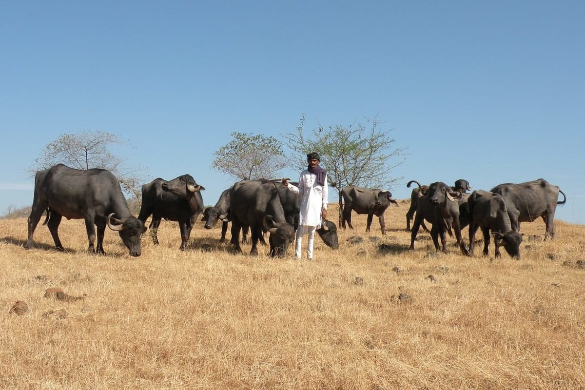 कच्छ के रण स्थित बन्नी घास मैदान में भैसों के समूह के साथ मालधारी चरवाहा। तस्वीर- एजेटी जॉनसिंह, डब्लूडब्लूएफ-इंडिया और एनसीएफ
