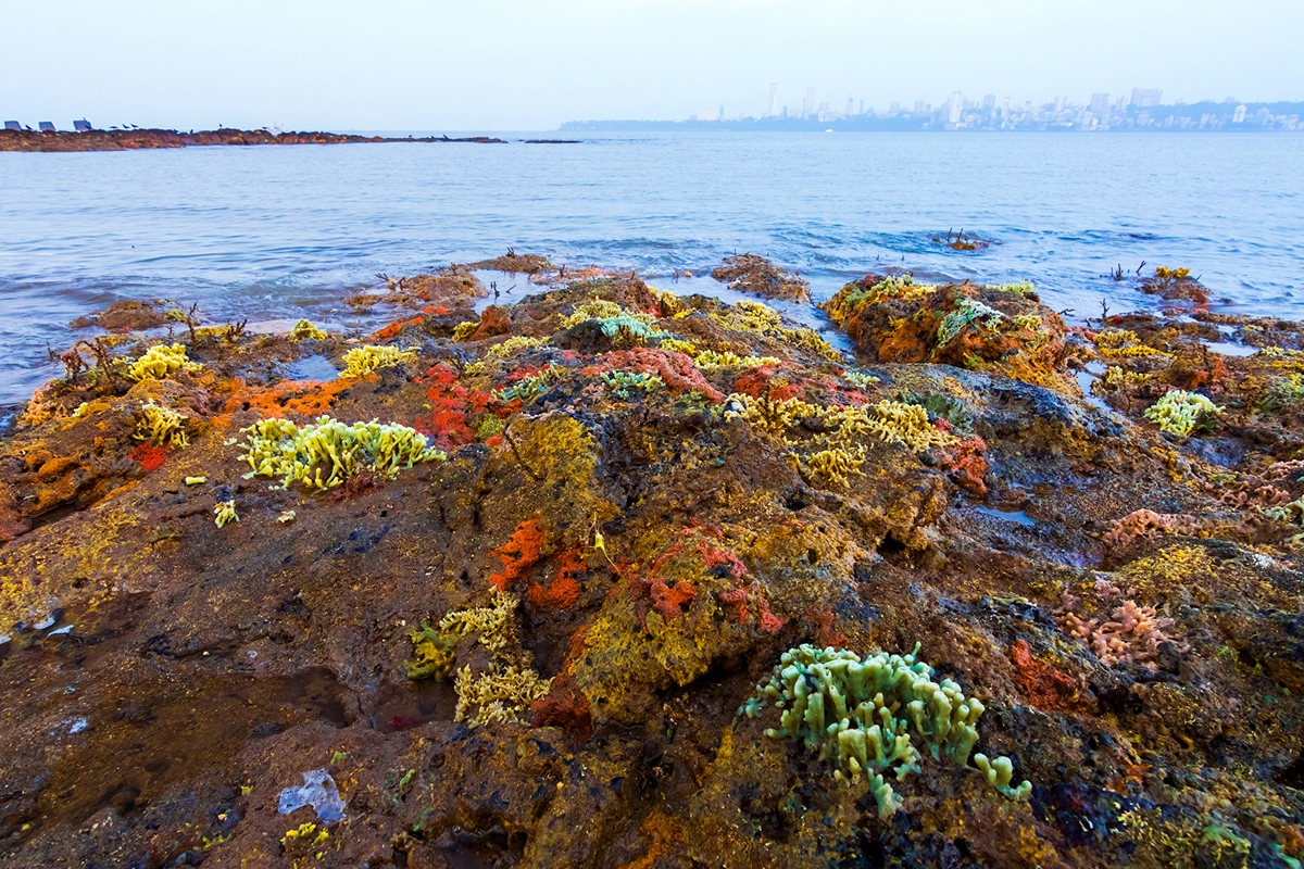 समुद्री स्पंज (Porifera sp.) तस्वीर- सारंग नायक