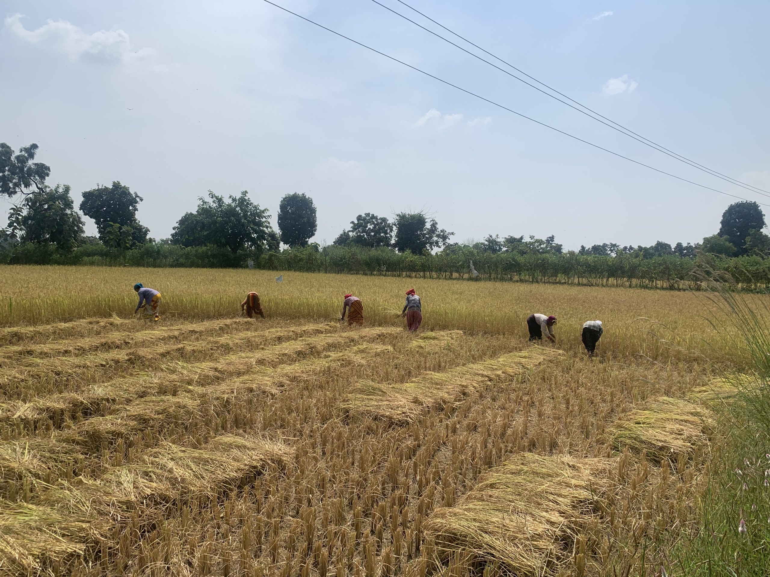 खेत पर कटाई करते मजदूर। इलाके में बाघ की इतनी दहशत है कि किसानों को कम काम के लिए भी अधिक मात्रा में मजदूर रखने की जरूरत होती है, ताकि बाघ के हमले से बचा जा सके। तस्वीर- सौरभ कटकुरवार