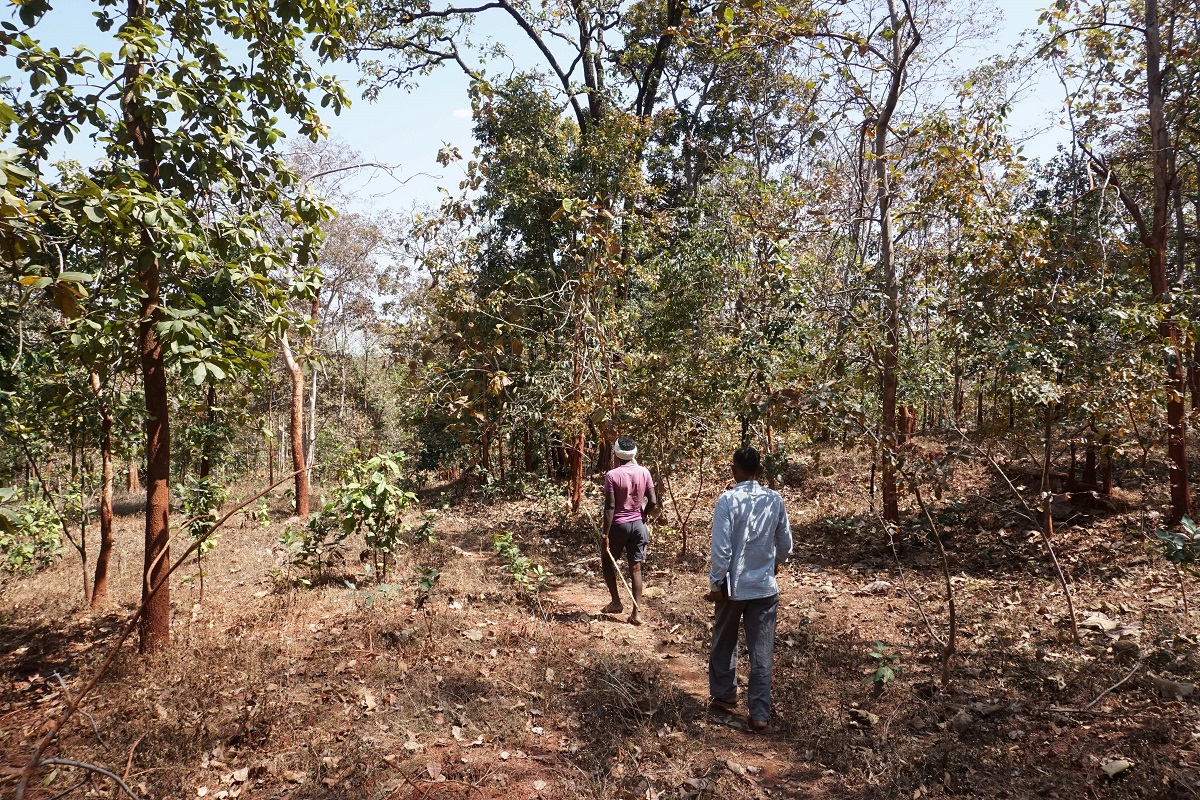 आदिवासी जंगल में जाते हुए। गढ़चिरौली के क्षेत्र में इन दिनों नए तरीके से शहद निकाला जा रहा है जो न केवल टिकाऊ है बल्कि रोजगार देने वाला भी है। तस्वीर तस्वीर- सौरभ कटकुरुवार