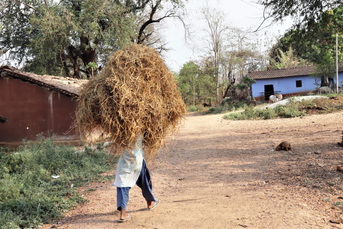 रोरो गांव के लोग खेती के अलावा जंगल के उत्पाद जैसे महुआ आदि पर निर्भर हैं। तस्वीर- मनीष कुमार/मोंगाबे