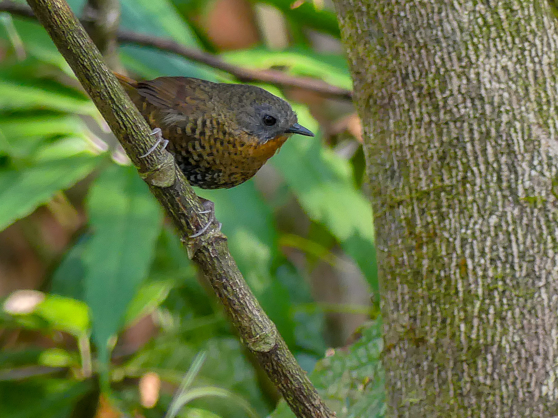 रूफस-थ्रोटेड व्रेन-बब्बलर (Spelaeornis caudatus)। तस्वीर- माइक प्रिंस / फ़्लिकर
