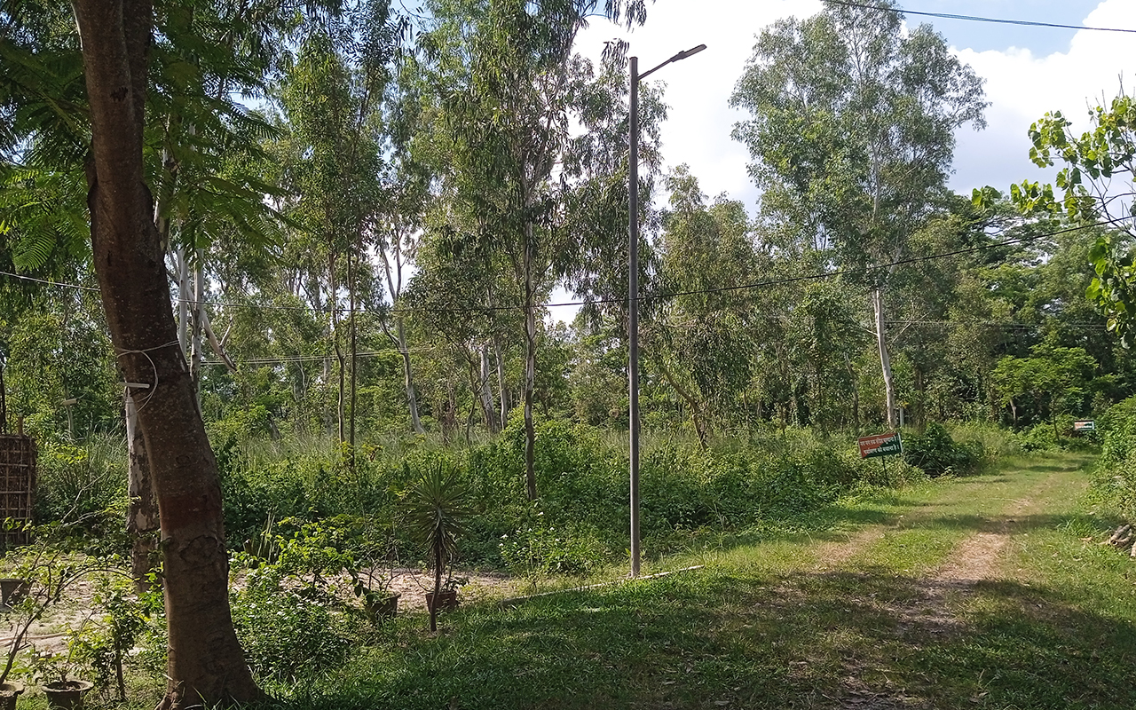 अररिया जिले की वृक्षवाटिका का जंगल। बिहार सरकार ने इस जंगल को खुला चिड़ियाघर के रूप में विकसित करने का निर्णय लियाहै। तस्वीर- उमेश कुमार राय