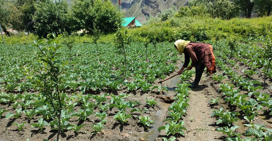 हिमाचल के ठंडे रेगिस्तान में खेती की चुनौती: बदलता जलवायु और बदलती फसल