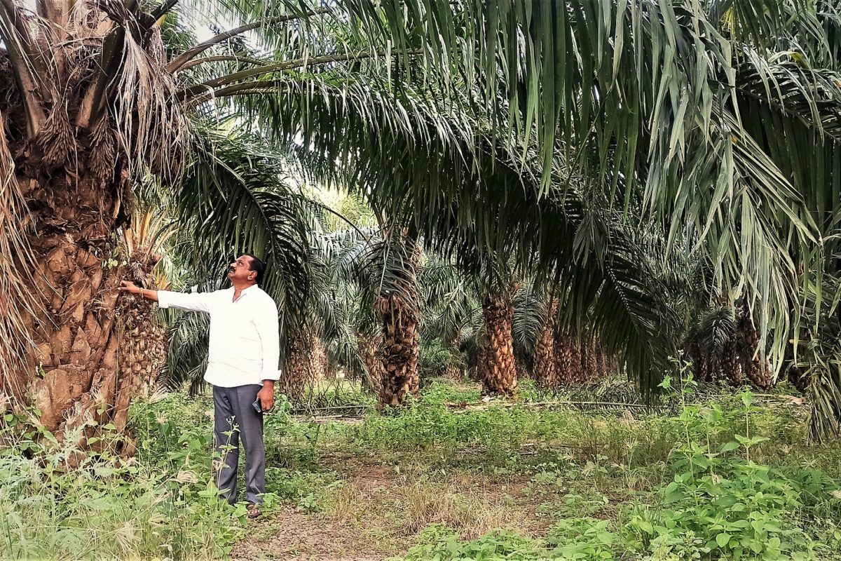 तेलंगाना के खम्मम जिले में अपने तेल ताड़ के खेत में एक ताड़ का किसान। तस्वीर- मनीष कुमार / मोंगाबे