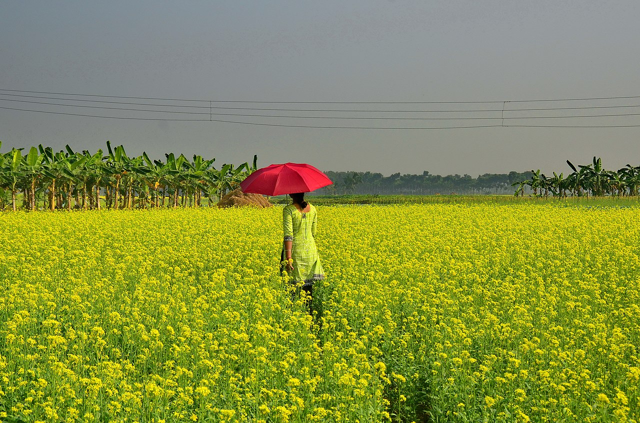पश्चिम बंगाल के नदिया जिले में सरसो के खेत। सीक्वेंस की जानकारी के आधार पर, स्टेवियोल ग्लाइकोसाइड्स का उत्पादन करने वाले जैवसंश्लेषण जीन पर पेटेंट का मालिकाना हक स्विस मुख्यालय वाली बायोटेक कंपनी इवोल्वा के पास है। तस्वीर- अभिजीत कर गुप्ता/विकिमीडिया कॉमन्स