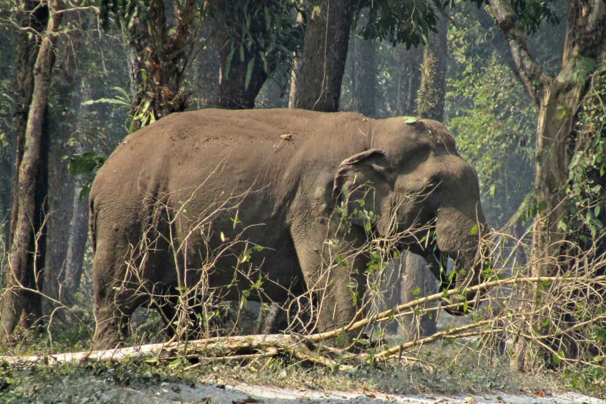 पश्चिम बंगाल में चारा खाता हाथी। उत्तरी पश्चिम बंगाल में एक अध्ययन में पाया गया कि हाथी की भी खाने को लेकर अपनी पसंद और नापसंद होती है। पौधों की रिकॉर्ड की गई 286 प्रजातियों में से उन्होंने लगभग 130 प्रजातियों को खाना पसंद किया था। तस्वीर- प्रियंका दास 