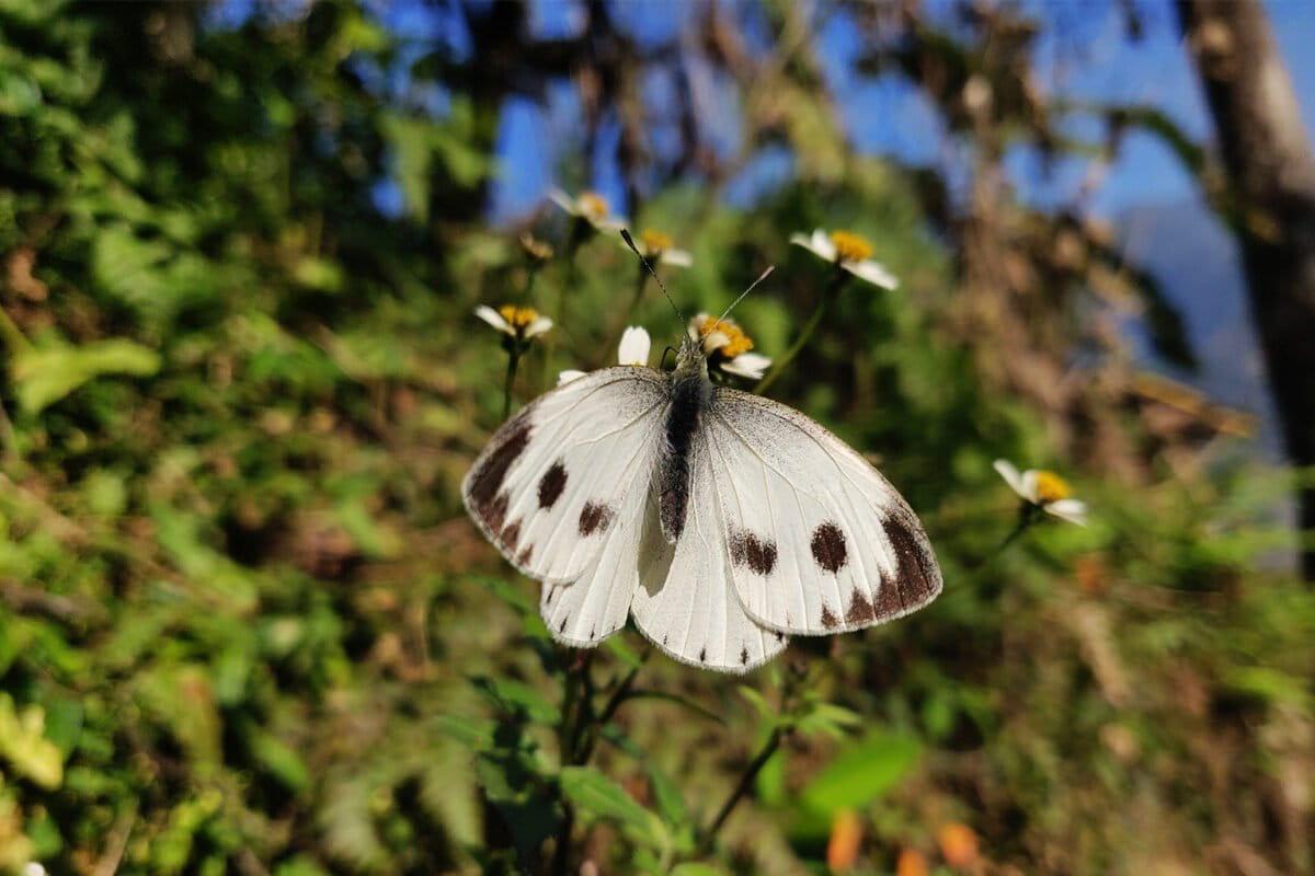 सिक्किम में एक तितली। एक नई मॉडलिंग स्टडी के मुताबिक, हर साल लगभग 5 लाख लोग अपनी उम्र पूरी किए बिना ही मर जा रहे हैं क्योंकि वैश्विक स्तर पर परागणक का काम करने वाले कीड़े-मकोड़ों की संख्या में तेजी से कमी आ रही है। तस्वीर- नंदिता चंद्रप्रकाश/मोंगाबे।