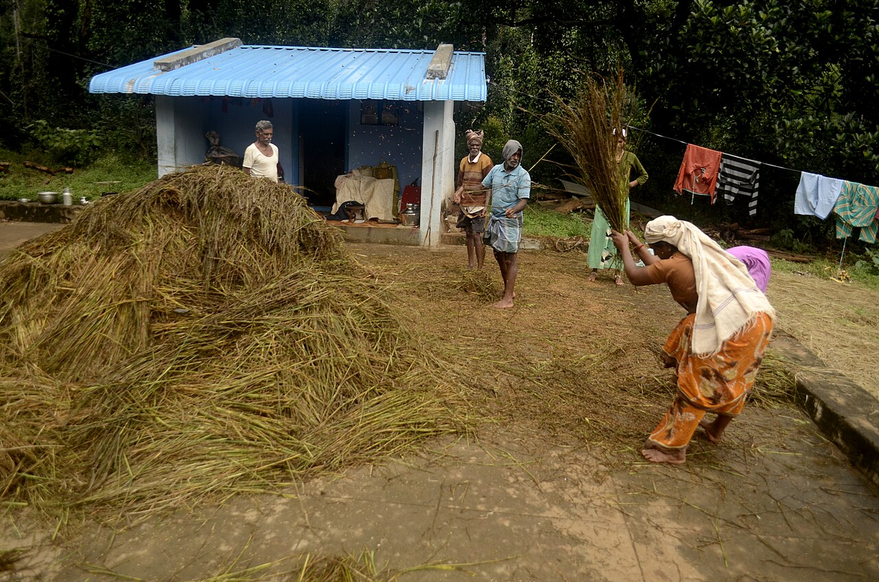 तमिलनाडु के कोल्ली हिल्स में किसान हाथ से धान निकाल रहे हैं। अध्ययन से पता चलता है कि फसल के अवशेषों को जलाना, इनसे निपटने का आसान और कम लागत वाला तरीका है। तस्वीर- पी जेगनाथन/विकिमीडिया कॉमन्स