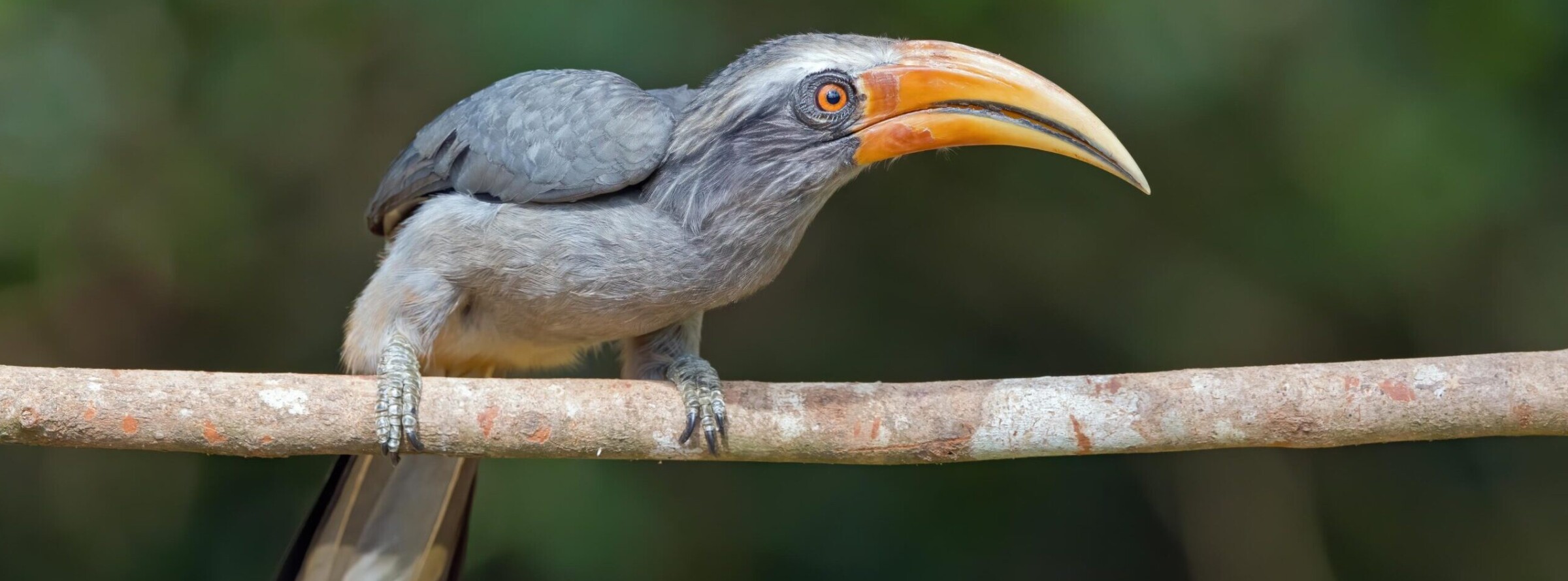 मालाबार हॉर्नबिल। जूलॉजिकल सर्वे ऑफ इंडिया साल भर मुख्य रूप से दो तरह के सर्वे करवाता है- एक प्रजाति के आधार और दूसरा क्षेत्र या संरक्षक इलाके के आधार पर। तस्वीर- अमित्व मजूमदार।