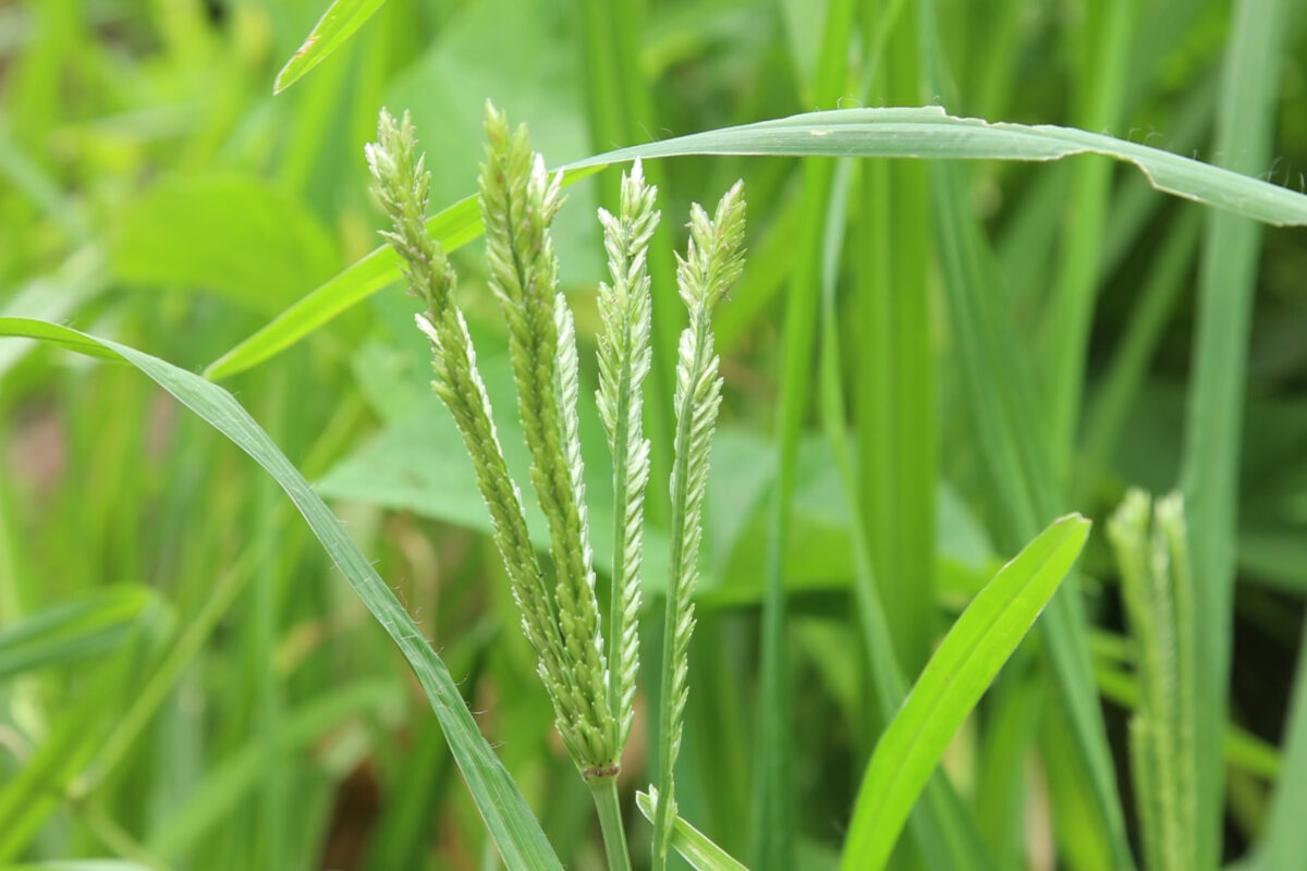 कम और असामयिक बारिश से बाजरे की फसल को नुकसान पहुंचता है। तस्वीर- विंसी लोपेज/मोंगाबे 