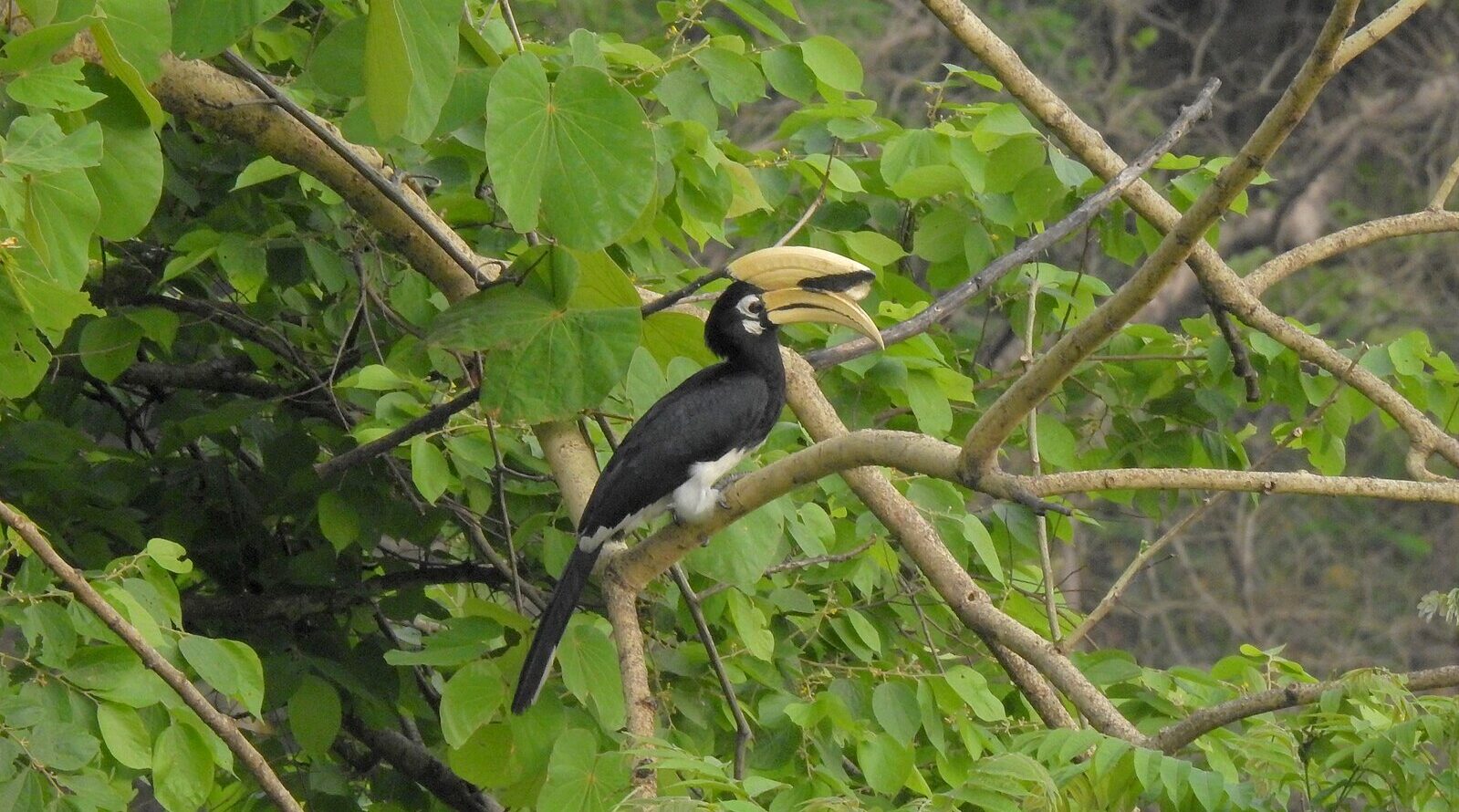भारत में दिखने वाला ओरिएंटल पाइड हॉर्नबिल। फोटो: तिशा मुखर्जी/Wikimedia Commons।