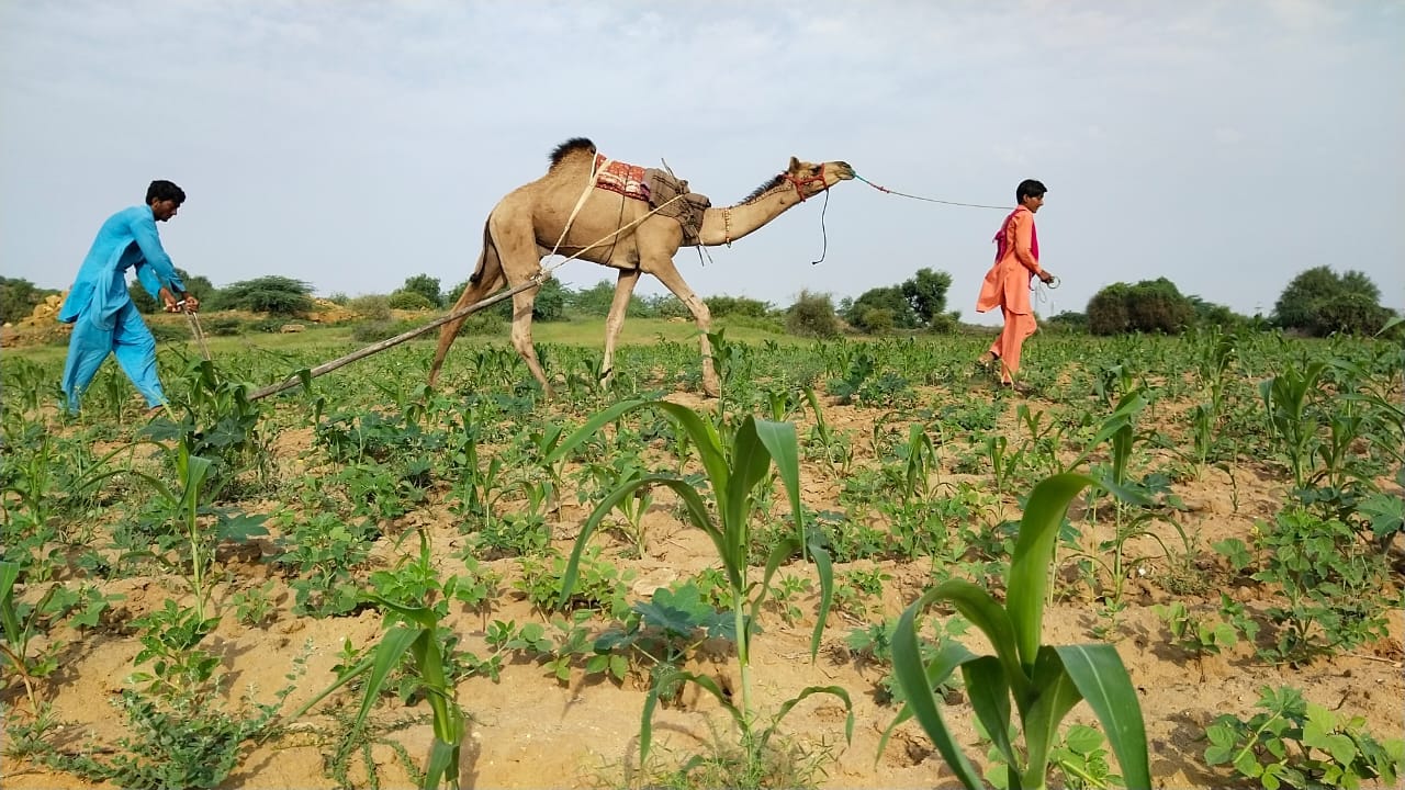 राम-मोल किसान खरपतवार हटाने के लिए हल्की जुताई जैसी प्राकृतिक खेती तकनीकों का इस्तेमाल करते हैं। इसे स्थानीय भाषा में विखेड़ा कहा जाता है। तस्वीर- सात्विक-प्रमोटिंग इकोलॉजिकल एग्रीकल्चर के सौजन्य से।