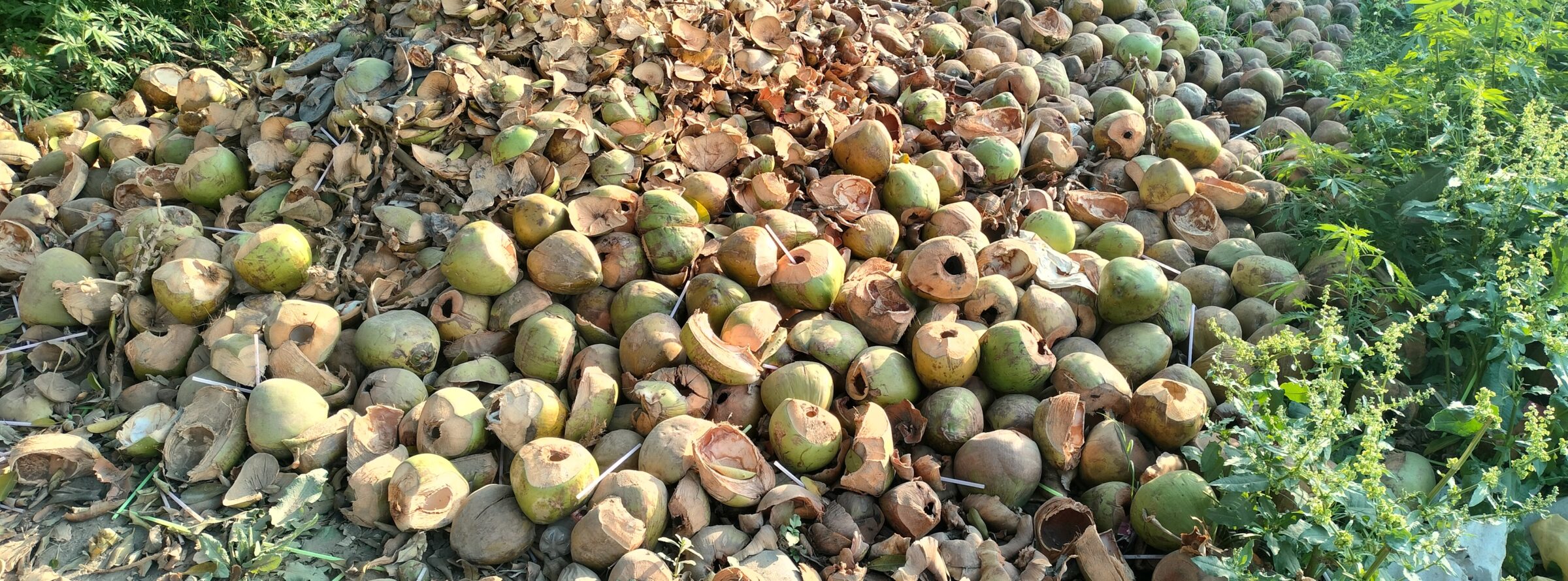 पंजाब के नांगल में सड़क किनारे इकट्ठा हुआ नारियल का कचरा। तस्वीर- रवलीन कौर