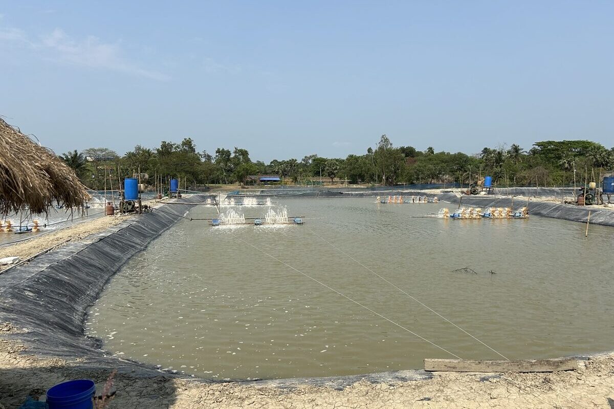 सुंदरबन में दुर्लभ जलीय कृषि स्थलों में से एक जहां वैज्ञानिक तरीकों का पालन किया जा रहा है। तस्वीर- मोंगाबे के लिए नीलाद्री सरकार।