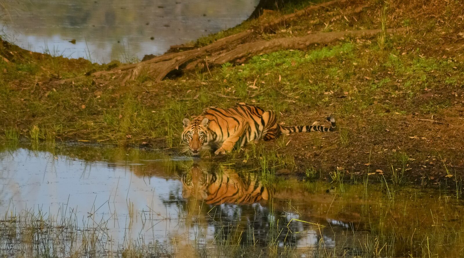 ताड़ोबा-अंधारी टाइगर रिजर्व में एक बाघ। विकिमीडिया कॉमन्स (CC BY-SA 4.0) के जरिए अजिंक्य विश्वेकर की तस्वीर। 