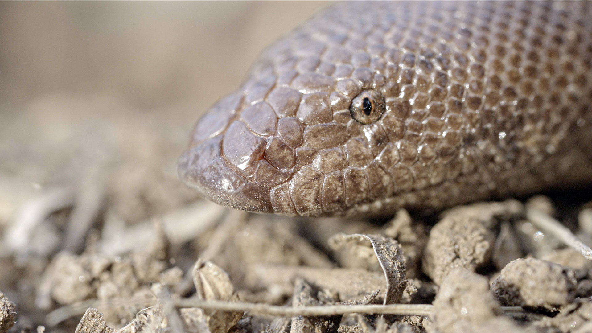 गुरुग्राम में एक रेड सैंड बोआ। तस्वीर- शताब्दी चक्रबर्ती/मोंगाबे।