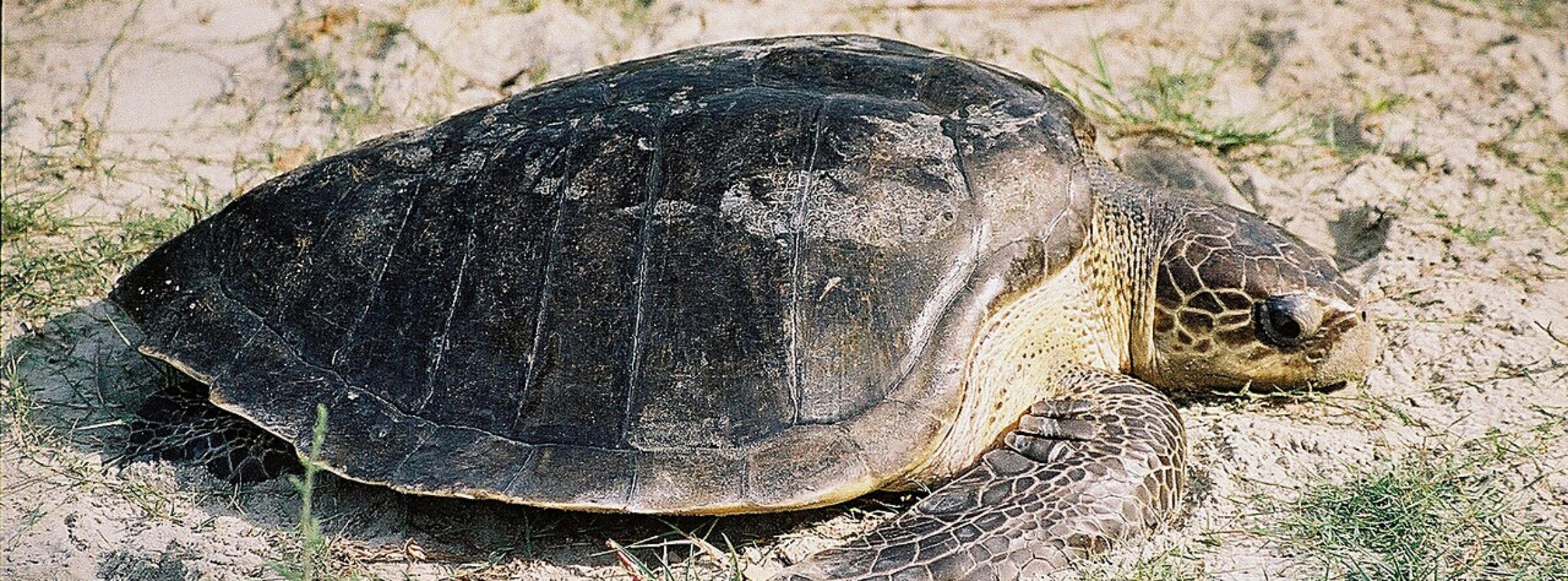 पश्चिम बंगाल के सुंदरबन में ऑलिव रिडले कछुआ। 2025 के सामूहिक प्रजनन के मौसम की शुरुआत के साथ, अलग-अलग प्रजातियों की हजारों मादा भारत के समुद्र तट पर आने वाली हैं। विकिमीडिया कॉमन्स (CC BY-SA 4.0) के जरिए अनिरनॉय की तस्वीर।