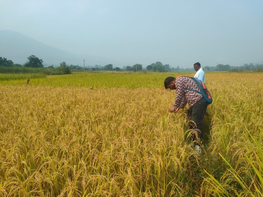 धान के अपने खेत में देवलाल मुंडा। तस्वीर- विशाल कुमार जैन/मोंगाबे