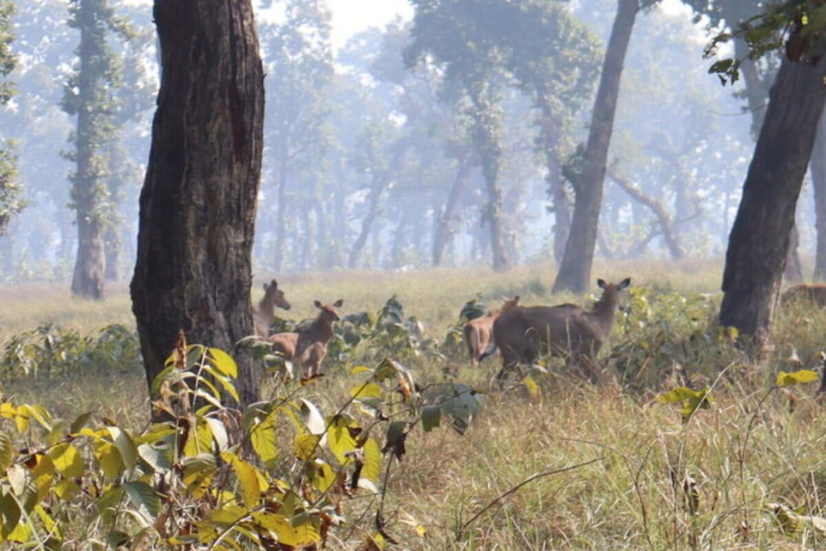 नेपाल के गैदाहवा के जंगल में देखी गई नीलगाय। तस्वीर - मुकेश पोखरेल।