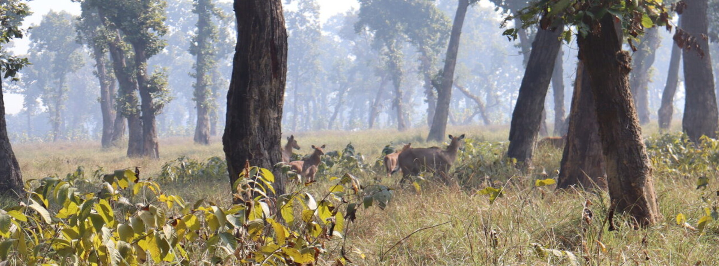 नेपाल के गैदाहवा के जंगल में देखी गई नीलगाय। तस्वीर - मुकेश पोखरेल।