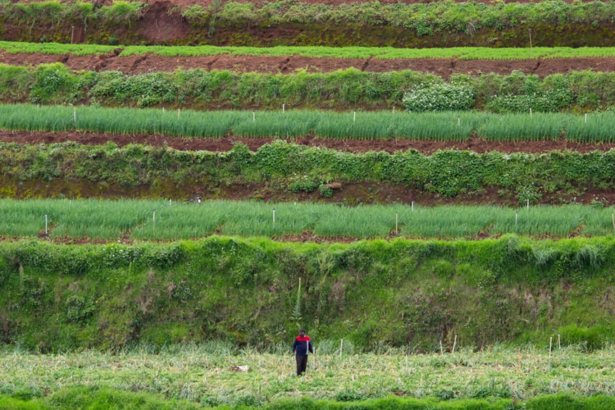 नीलगिरी तमिलनाडु का एक महत्वपूर्ण कृषि जिला है जो पूरे दक्षिण भारत में कृषि उपज वितरित करता है। यहाँ खेती में रसायनों का अत्यधिक उपयोग एक गंभीर चिंता का विषय है। तस्वीर- अभिषेक एन. चिन्नाप्पा द्वारा मोंगाबे के लिए।