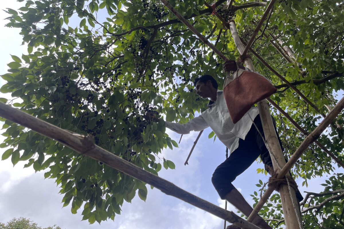 पंकज पाटिल ऊंचे पेड़ों से जामुन तोड़ने के लिए बांस से बनी संरचना का इस्तेमाल करते हैं। बहाडोली के जामुन मीठे होते हैं, जिनमें छोटे बीज और गूदा ज्यादा होता है। वे एंटीऑक्सीडेंट, विटामिन और खनिजों से भरपूर माने जाते हैं। तस्वीर – ऋषिकेश मोरे।