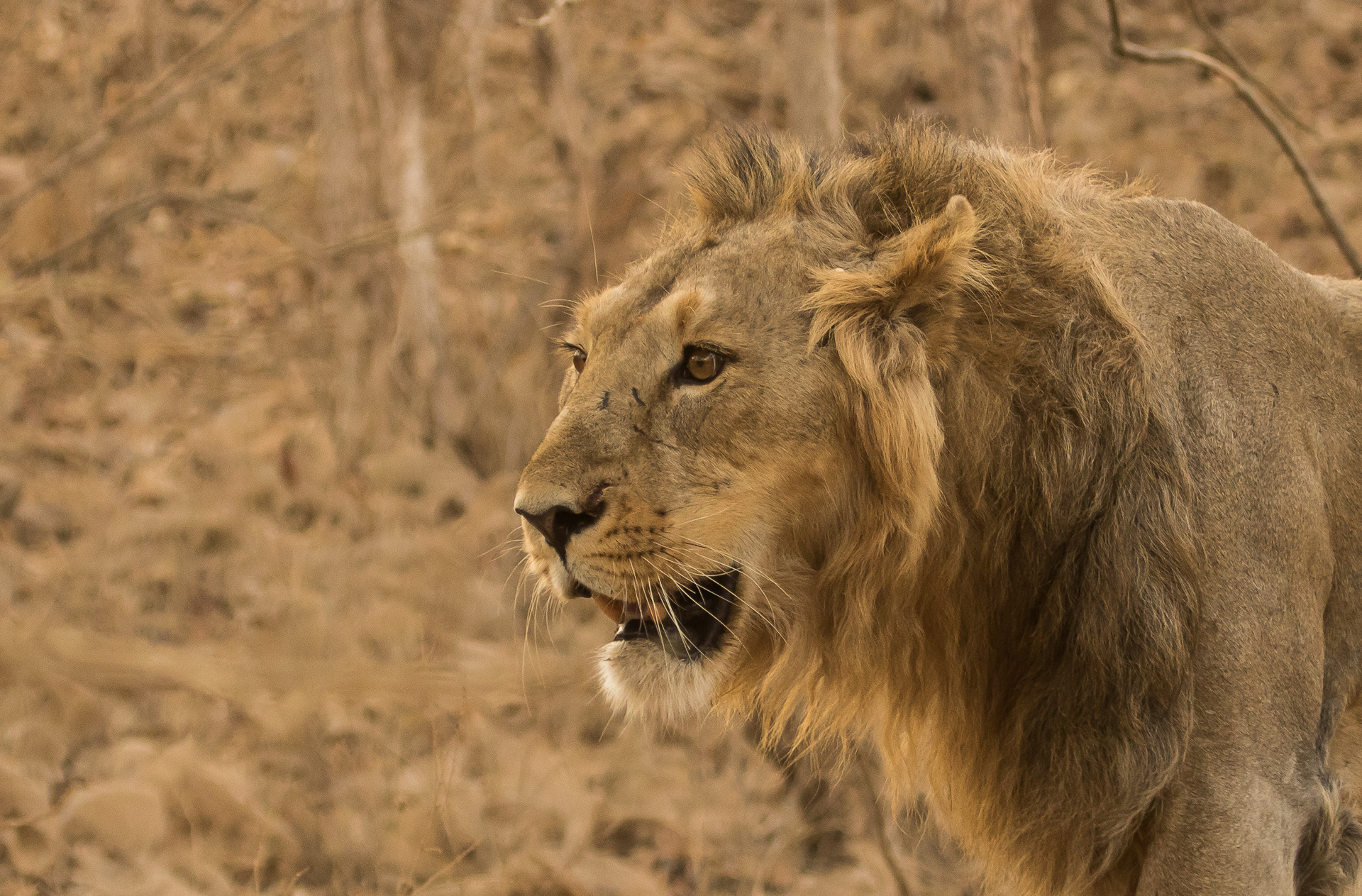 गिर राष्ट्रीय उद्यान में एक शेर। तस्वीर: उदय किरण28/विकिमीडिया कॉमन्स (CC BY-SA 4.0)।