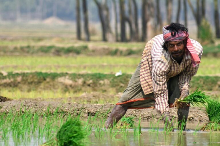 धान के खेत में एक किसान। कृषि से निकलने वाले पानी में अमोनियम की उच्च मात्रा होती है जिसे पशुओं और पौधों के स्वास्थ्य के मद्देनजर हटाया जाना जरूरी है। तस्वीर- साजल गैलरी, पिक्सेल के माध्यम से