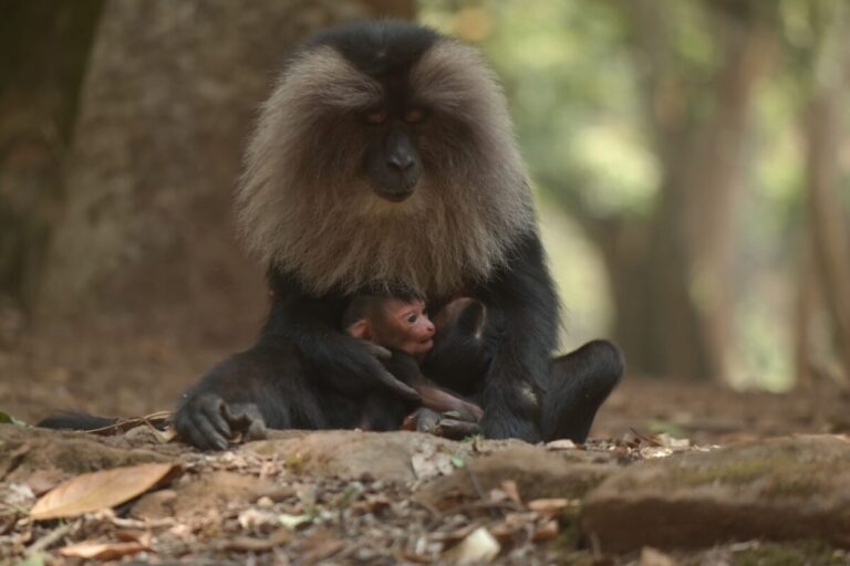 एक लॉयन-टेल्ड मेकाक अपने जुड़वां बच्चों के साथ। प्राकृतिक आवास पर मानवीय दबाव के चलते इनके व्यवहार में काफी बदलाव आया है। बच्चों का वजन बढ़ जाने के बाद, जुड़वां बच्चों की माताओं को जमीन पर अधिक समय बिताना, उनके अनुकूलन का एक उदाहरण है। तस्वीर- धवले और उनके साथी (2024)