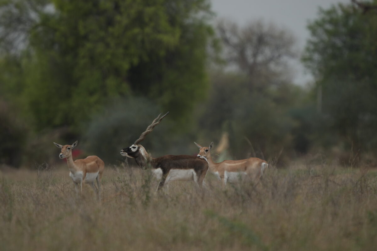 धवा-डोली वन्यजीव अभयारण्य कभी काले हिरण, चिंकारा और प्रवासी पक्षियों जैसे वन्यजीवों और खेजड़ी, केर, रोहिडा जैसे देशी रेगिस्तानी वनस्पतियों का आश्रय स्थल था। लेकिन जोजरी नदी के अत्यधिक प्रदूषित होने के कारण यहां की वनस्पति और वन्यजीव दोनों में भारी गिरावट आई है। तस्वीर- निर्मल वर्मा/मोंगाबे