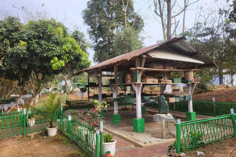 नागालैंड विश्वविद्यालय के कृषि विज्ञान विद्यालय में मेलिपोनरी। तस्वीर - अविनाश चौहान।