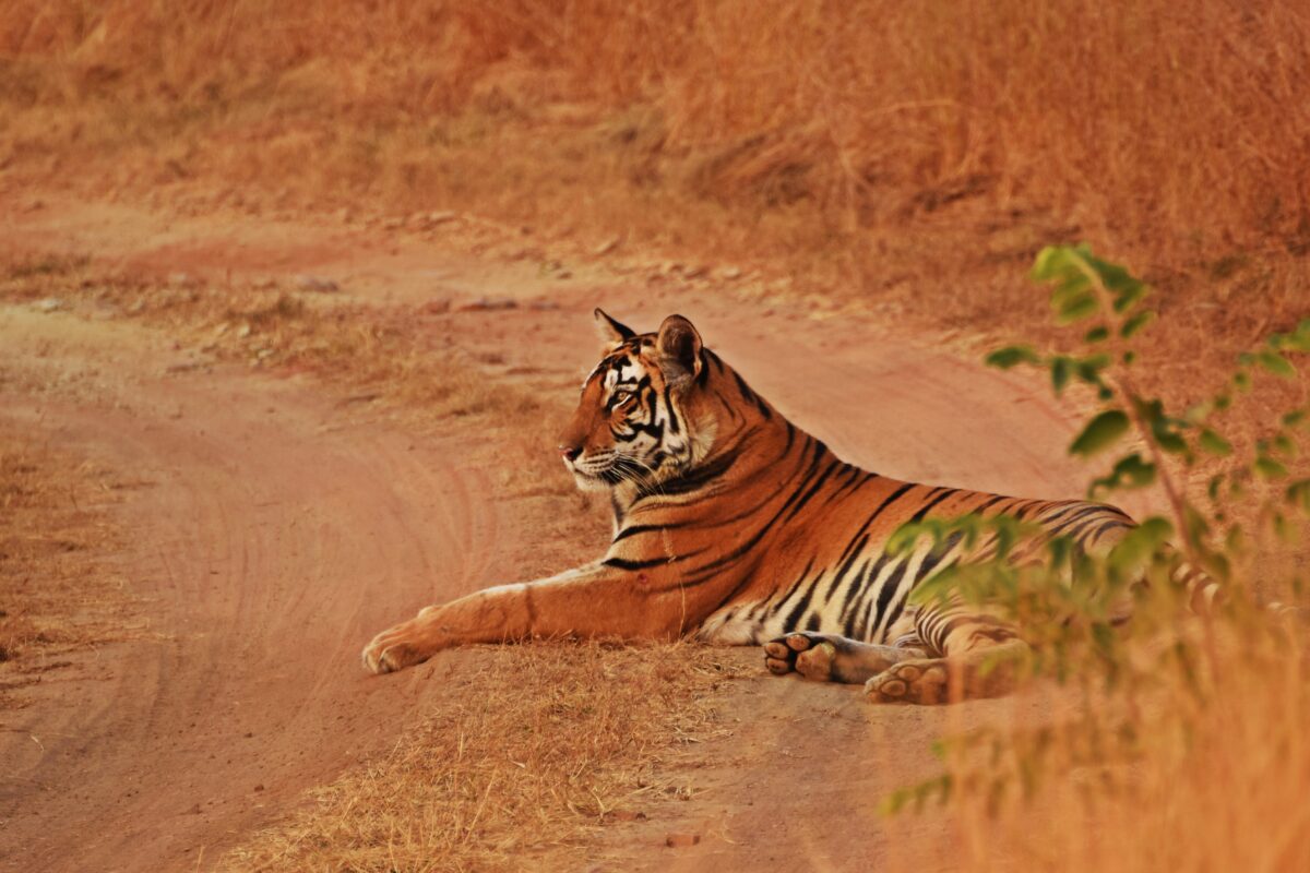 शोधकर्ताओं ने इस बात पर नजर रखी कि क्या फिर से बसाए गए बाघ संभोग के लिए एक-दूसरे के इलाकों में जाते हैं, शिकार साझा करते हैं, एक-दूसरे से मिलने वाले क्षेत्रों में गश्त करते हैं या जानबूझकर एक-दूसरे से बचते हैं। तस्वीर- सुप्रतिम दत्ता।