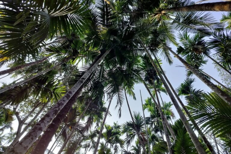 लोलीएम गांव का बागान। दक्षिण गोवा के लोलीएम और अन्य गांव अपने प्राकृतिक संसाधनों के संरक्षण और आधिकारिक मान्यता की मांग कर रहे हैं। तस्वीर- सिमरिन सिरूर