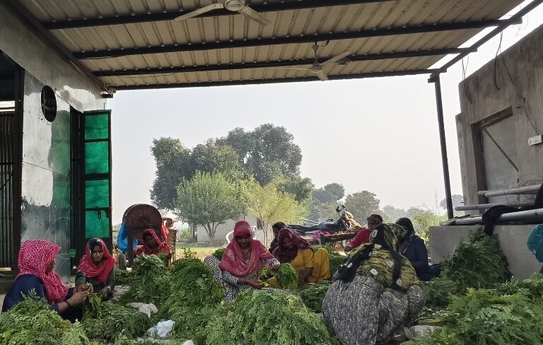 मोरिंगा से उपज को छांटती हुई महिलाएं। मोरिंगा में बढ़ती दिलचस्पी ने महिला उद्यमियों को जन्म दिया है जो प्रसव के बाद थकान, ऊर्जा स्तर में सुधार, त्वचा वगैरह के लिए मोरिंगा के लाभों के बारे में बताती हैं। तस्वीर सौजन्य: हसबैंड वाइफ फार्म्स।