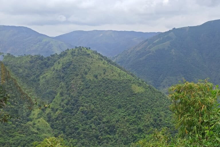 पूर्वी खासी हिल्स इलाके में झाड़ू घास के खेत। तस्वीर- जेरमे बूंदिया