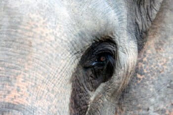 अभी धान की रोपाई भी पूरी नहीं हुई है और खेतों में हाथियों द्वारा नुकसान पहुंचाने का सिलसिला शुरू हो चुका है। तस्वीर- आलोक प्रकाश पुतुल/मोंगाबे